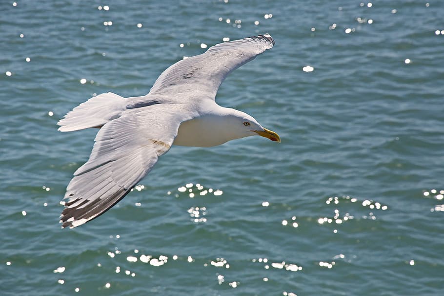 seagull, fly, flight, flying, bird, wing, animal themes, one animal HD wallpaper