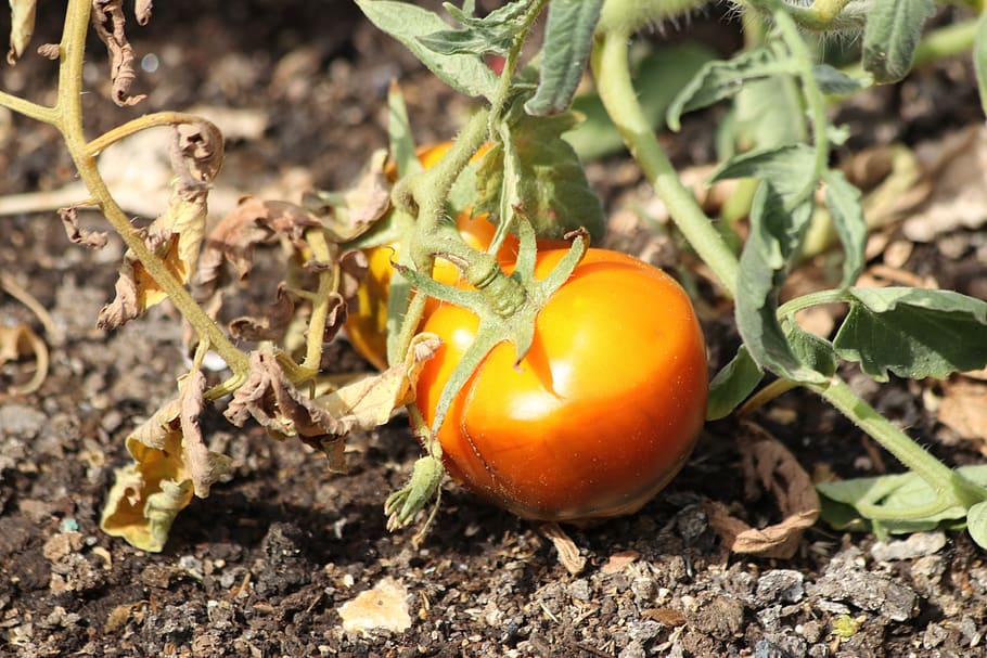 tomato, why, field, vegetable, matures, orange, food, food and drink HD wallpaper