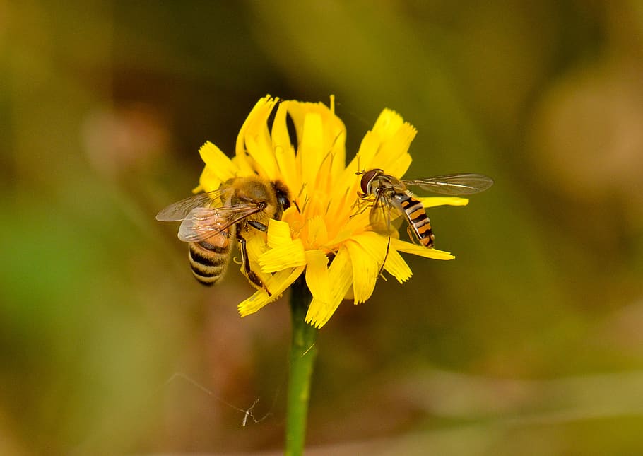 bee, flower, insect, nature, nectar, plant, yellow, animal HD wallpaper