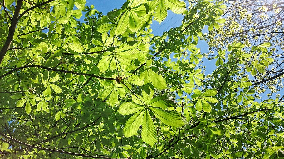 chestnut, summer, tree, nature, greens, leaf, plant part, green color HD wallpaper