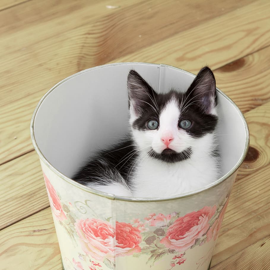 Kitty pet. Маленький котенок в ведре. A Kitten in a Bucket. Kitten in a Cup.