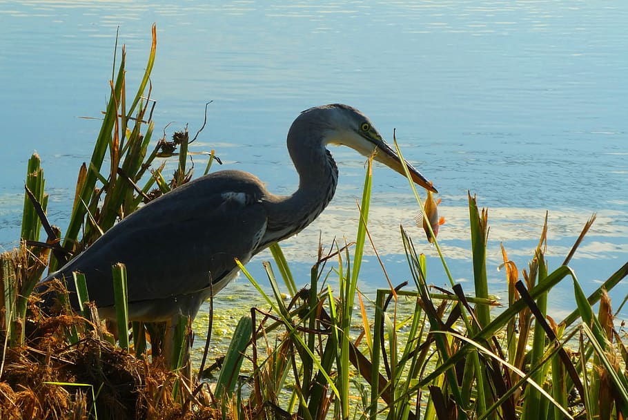 heron, ditch, fish, babu, beak, nature, feathers, food, prey HD wallpaper