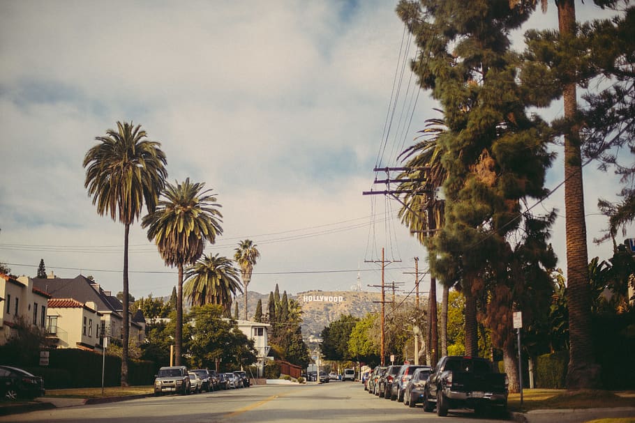 Hollywood, California, motor vehicle, tree, car, mode of transportation, HD wallpaper