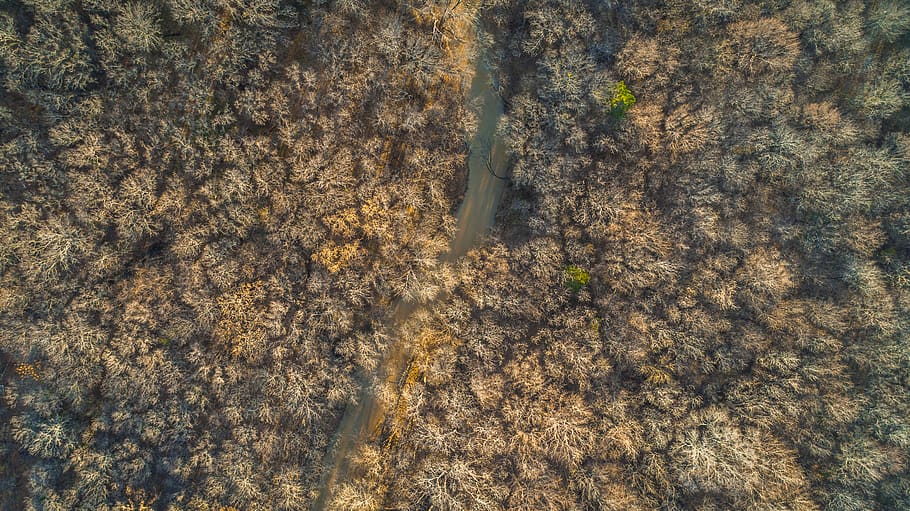 trees, river, forest, drone, aerial, growth, no people, plant HD wallpaper