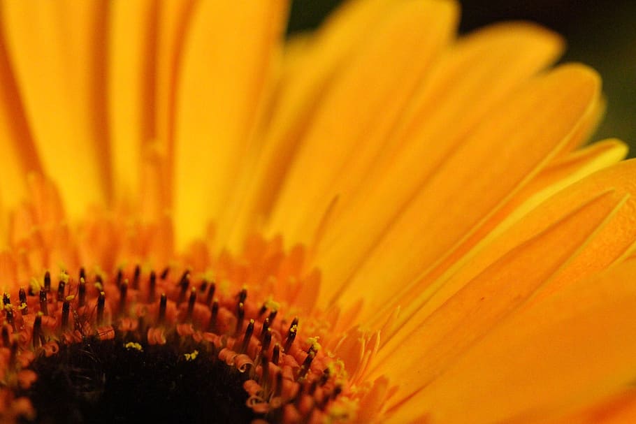 gerbera, yellow, macro, flower, blossom, bloom, close up, nature HD wallpaper