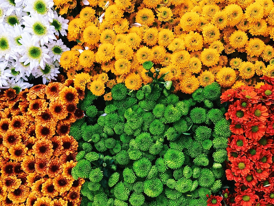 assorted petaled flowers, beauty in nature, flowering plant, vulnerability HD wallpaper