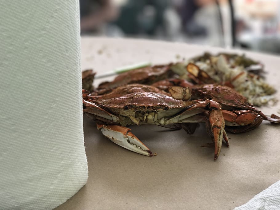 crab, feast, dinner, fresh, close-up, focus on foreground, food HD wallpaper