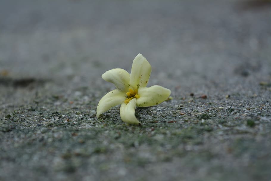 nature, flower, beautiful, freshness, selective focus, beauty in nature HD wallpaper