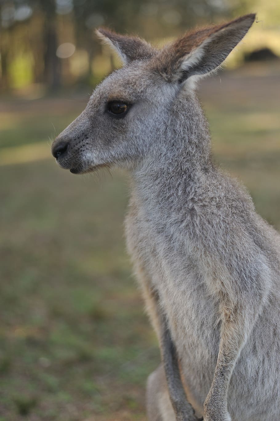 wallaby, animal, animal themes, one animal, animal wildlife HD wallpaper