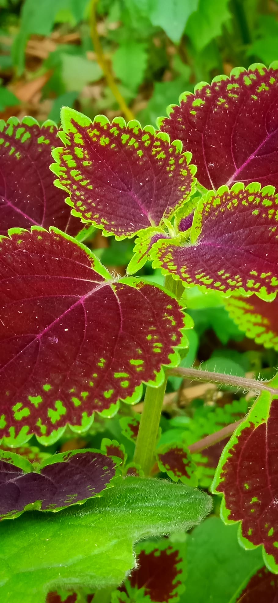 leaves, red, plant, leaf, plant part, growth, beauty in nature HD wallpaper