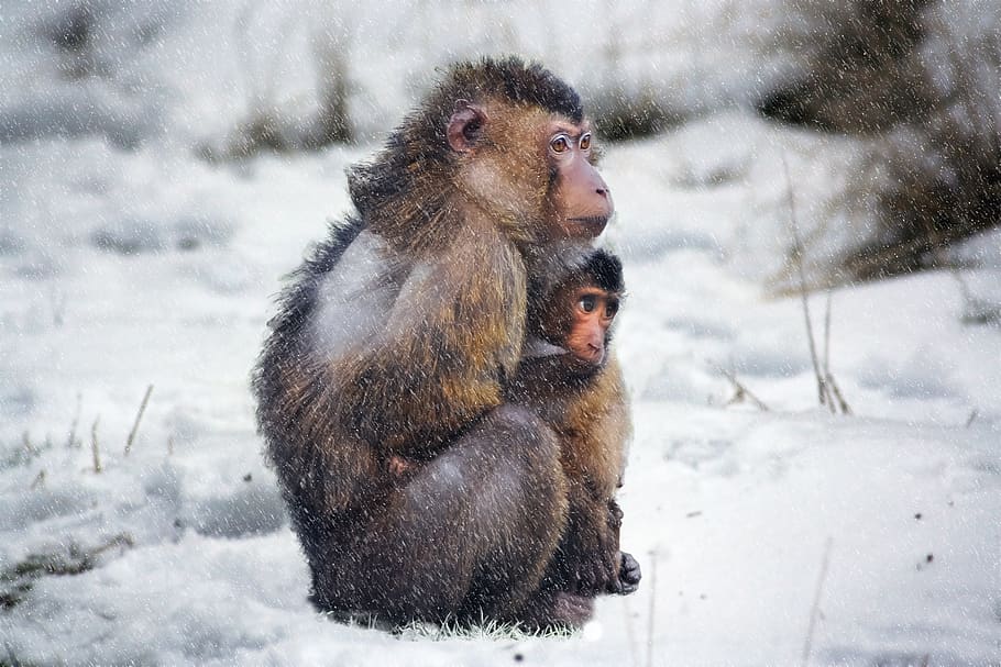 monkey, cold, snow, nature, winter, cold temperature, primate, HD wallpaper