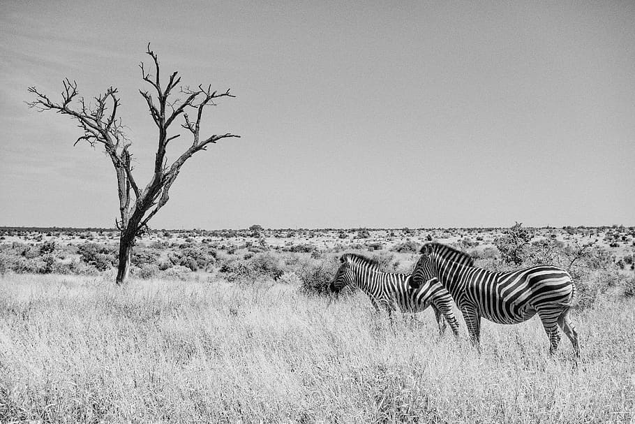 two zebras by the tree, mammal, animal, plant, animal themes HD wallpaper