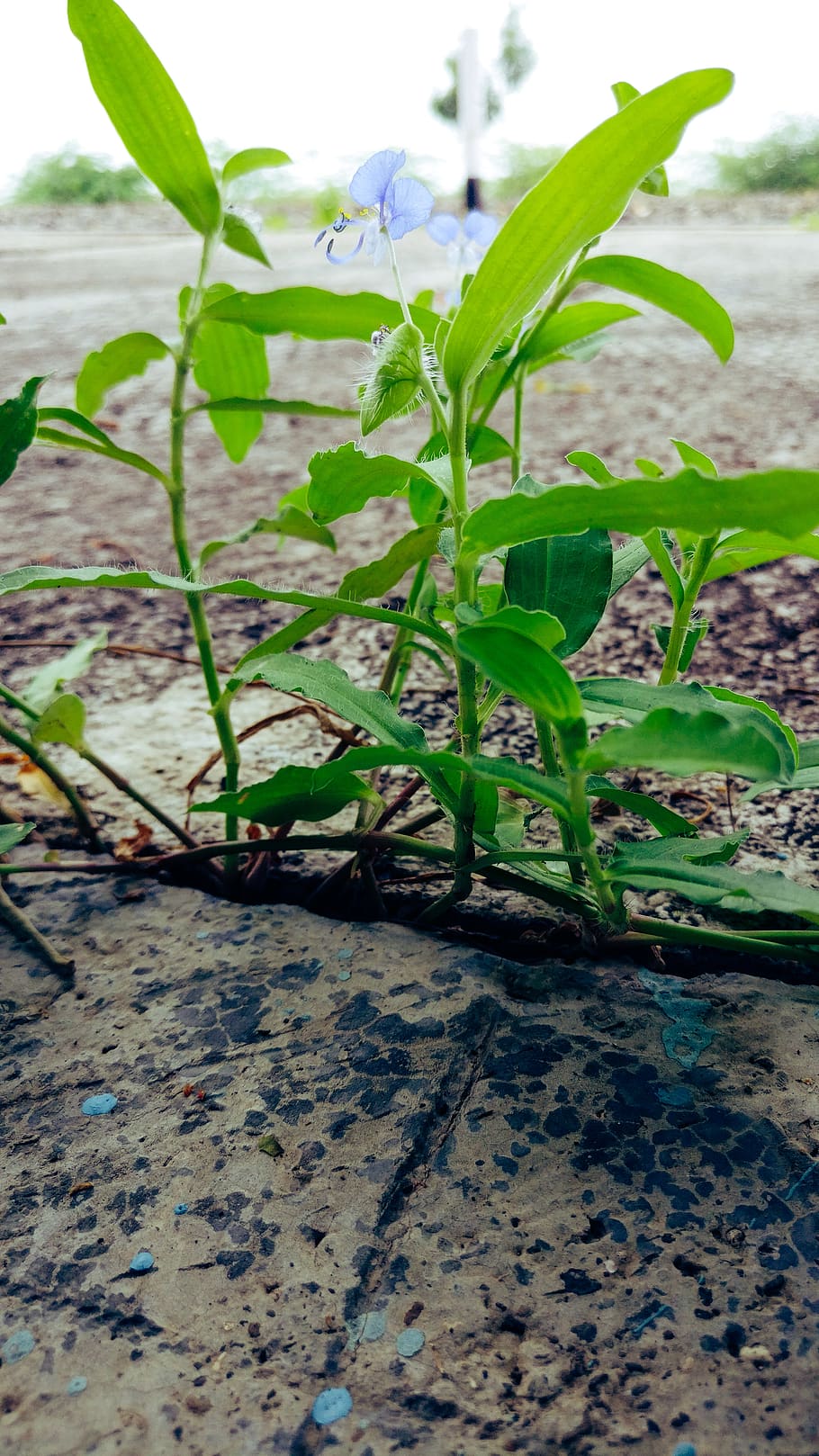 india, jaliya, growth, plant, green color, leaf, plant part HD wallpaper