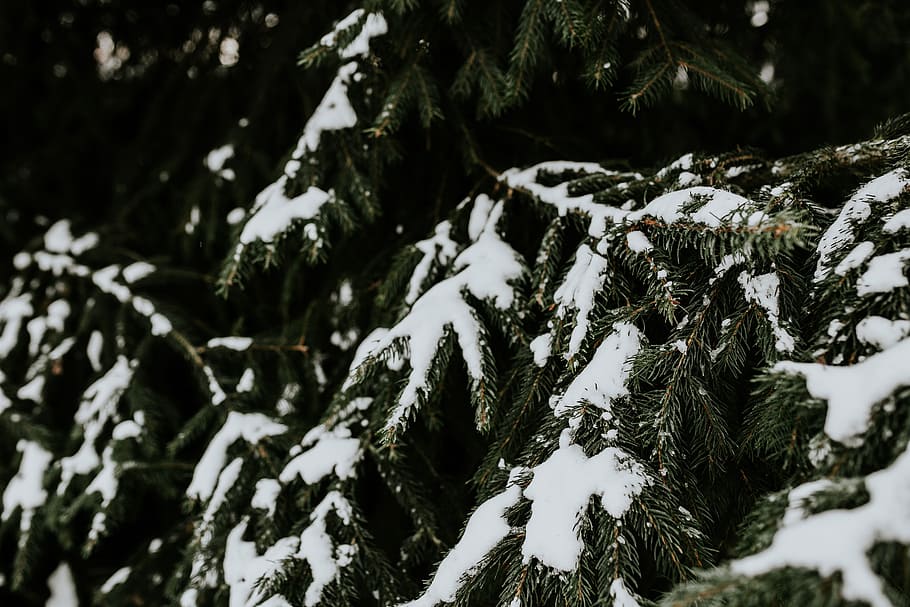 Close-ups of snowy trees, closeup, leaves, pine, twig, branch HD wallpaper