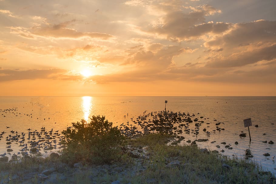 sunset, beach, florida, birds, pine island, vacation, tropical HD wallpaper