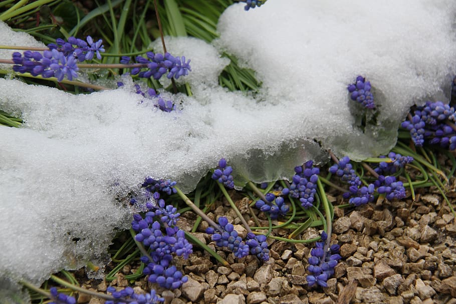 snow, april, spring, yellow, flower, blue, muscari, garden HD wallpaper