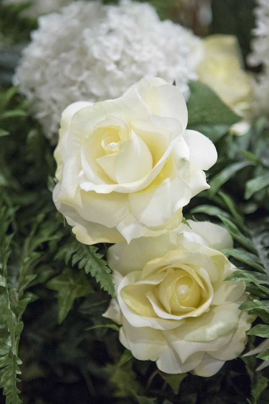 HD wallpaper: beautiful, white, roses, flower, plant, flowering plant,  beauty in nature | Wallpaper Flare