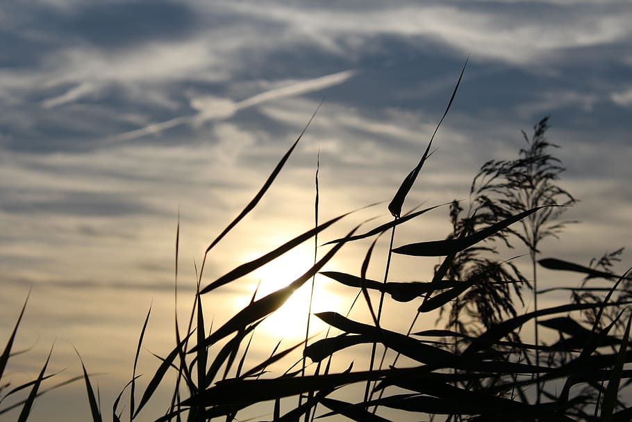 Silhouette Leaf Plant during Sunset, clouds, grass, sky, cloud - sky HD wallpaper
