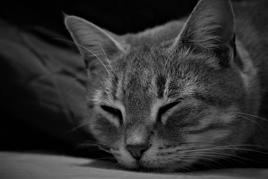cat, pet, feline, muzzle cat, malai, domestic cat, animal, adorable HD wallpaper