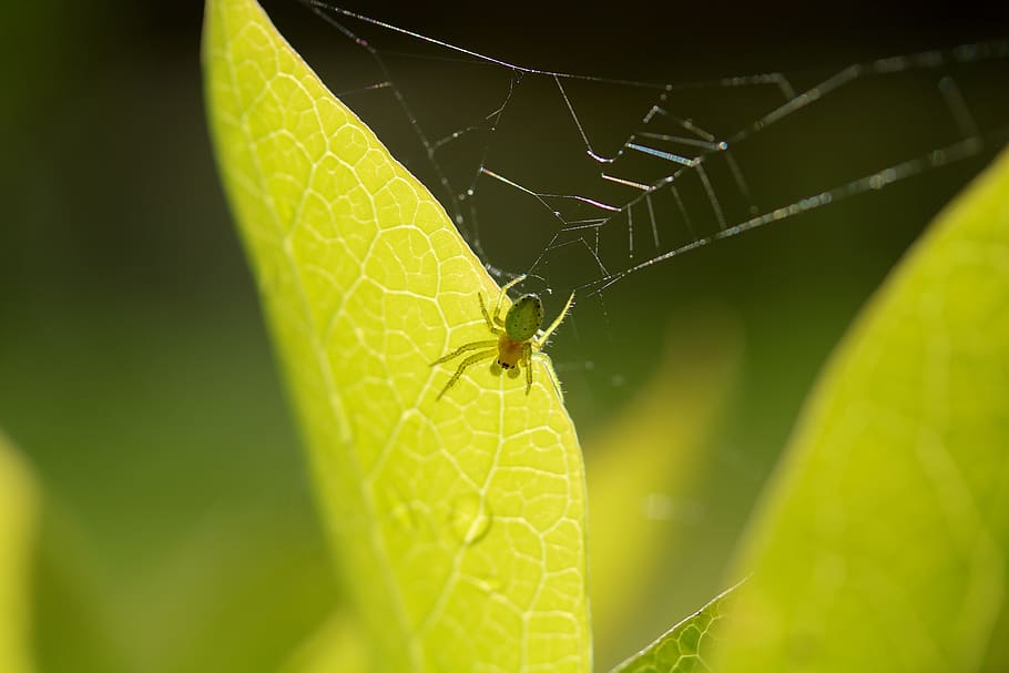 spider, web, sheet, insect, macro, nature, invertebrate, animal HD wallpaper