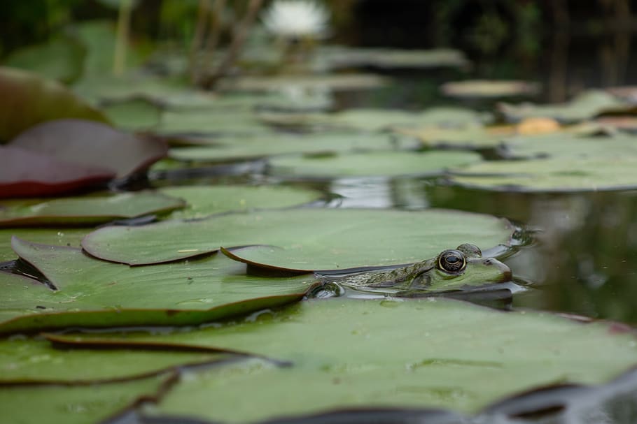 frog, gerardo, mare, green, water lilies, nature, lake, leaf HD wallpaper