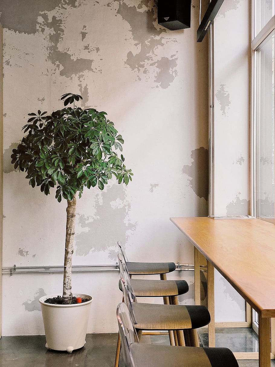 plant, tree, indooors, office, business, desk, seats, high HD wallpaper