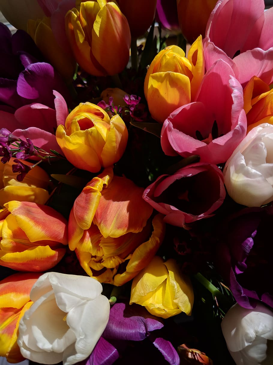 tulips, flowers, petals, spring, colours, vibrant, texture HD wallpaper