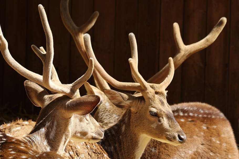 animals, deer, antlers, light, animal wildlife, animal themes HD wallpaper