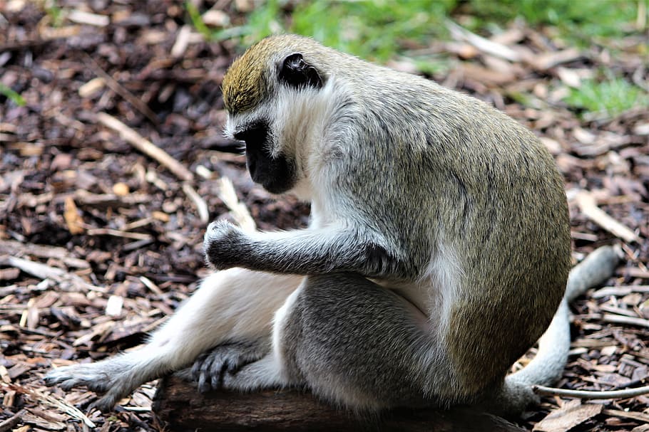 zoo, monkey, animal, animal wildlife, animals in the wild, mammal HD wallpaper