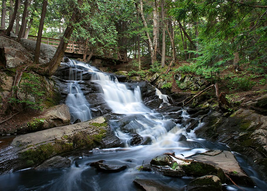 Green Trees Beside Body of Water, forest, nature, stream, waterfall HD wallpaper