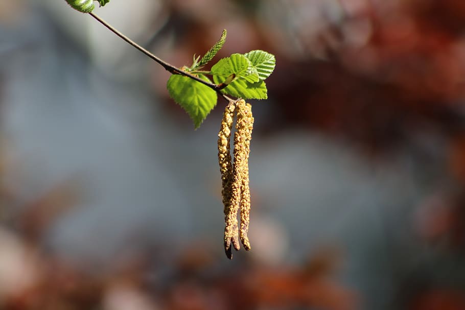 birch, leaves, birch catkins, spring, birch leaf, branch, growth HD wallpaper