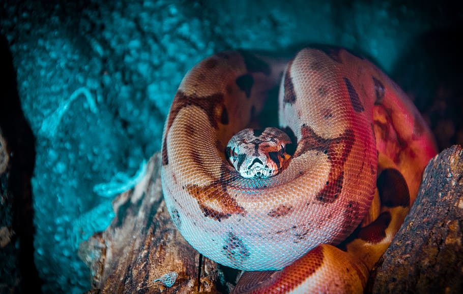 close-up of brown snake, anaconda, reptile, animal, trutnov, rock python, HD wallpaper