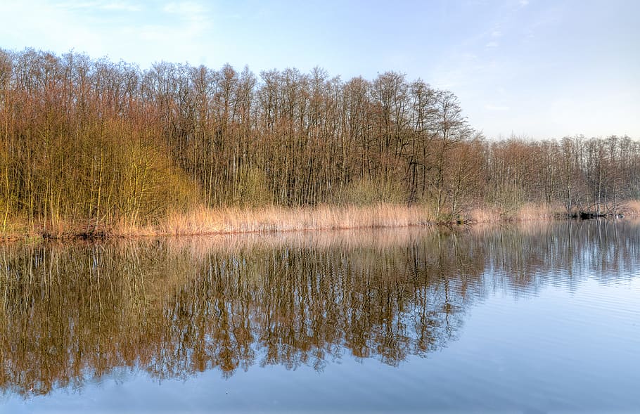 Body of Water Surrounded by Trees, daylight, environment, fall HD wallpaper