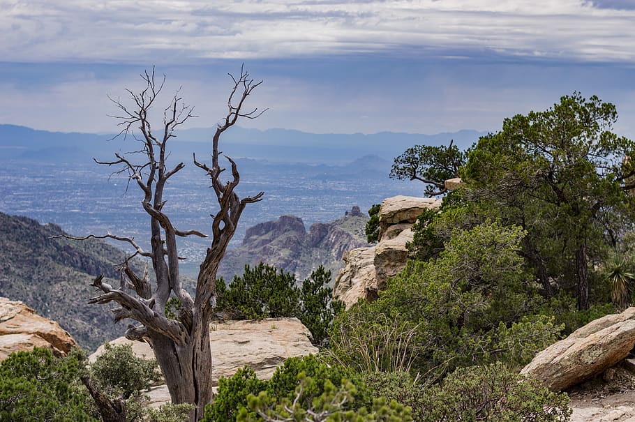 trees, forest, city, plant, beauty in nature, sea, scenics - nature HD wallpaper