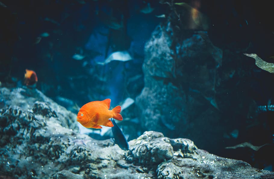 Aquarium Underwater Coral - Free GIF on Pixabay - Pixabay