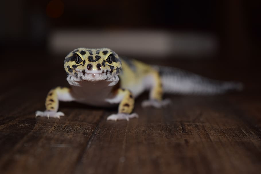 leopard gecko, pet, pets, animal, reptile, lizard, desert, fauna, HD wallpaper