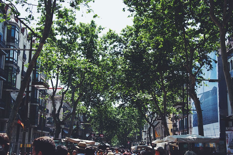 barcelona, espanya, les rambles, trees, architecture, built structure HD wallpaper