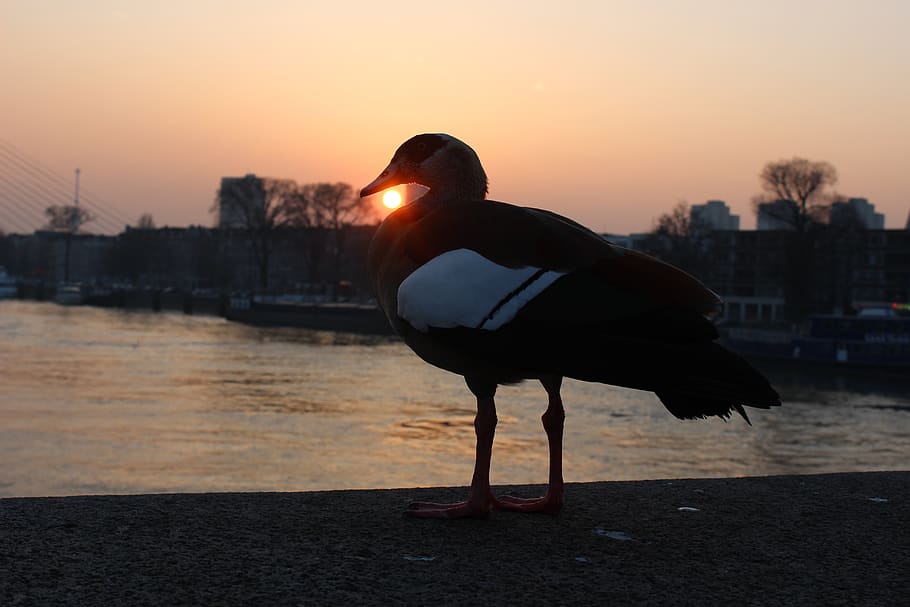 netherlands, rotterdam, sunset, voltures, bird, fireball, cityscape HD wallpaper