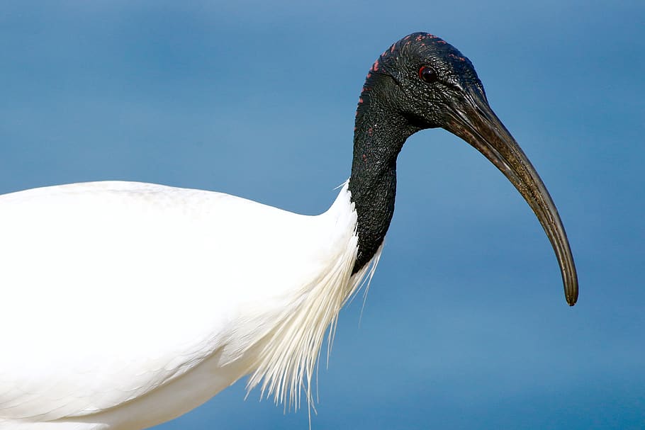 white and black bird, animal, waterfowl, heron, crane bird, ardeidae HD wallpaper