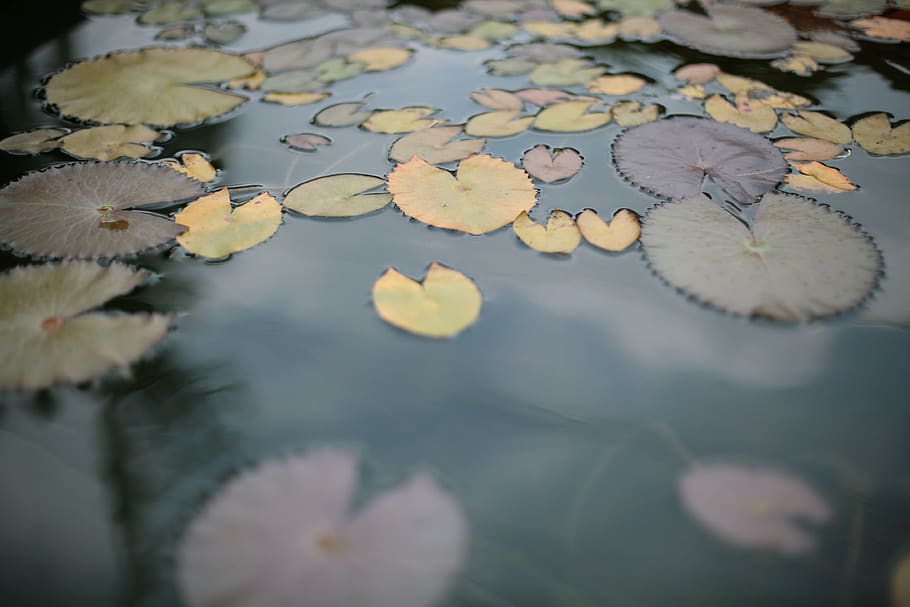 water lily, plant, flower, blossom, pond lily, lupin, geranium HD wallpaper