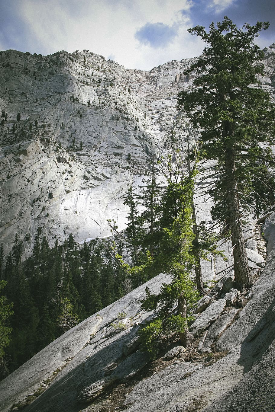 united states, whitney portal, trees, forest, lone pine, wilderness