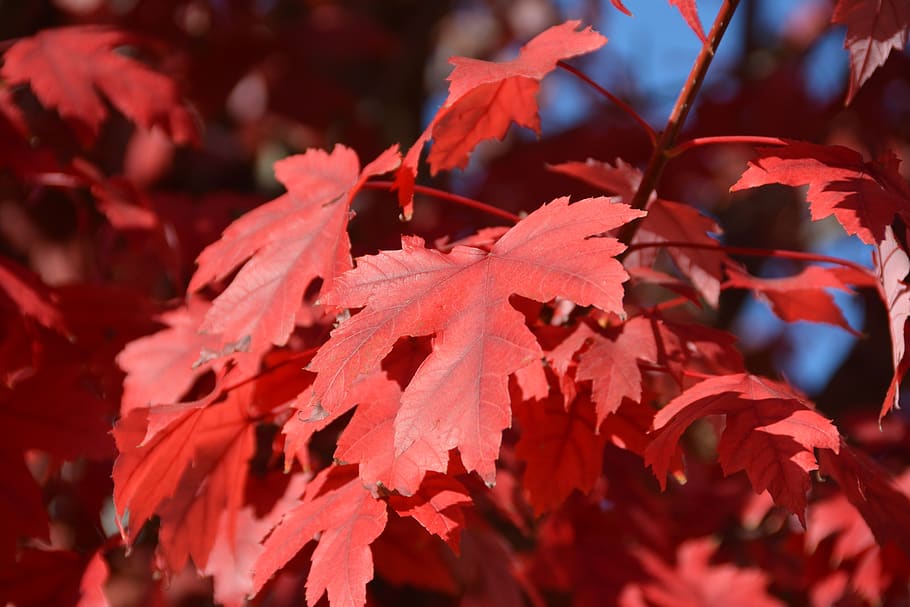 fall, red leaves, autumn, blue sky, sun, color, light, season