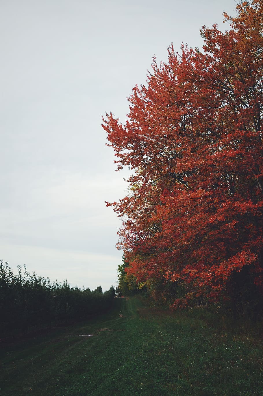 forest, fall, seasons, leaves, tree, autumn, plant, sky, change HD wallpaper