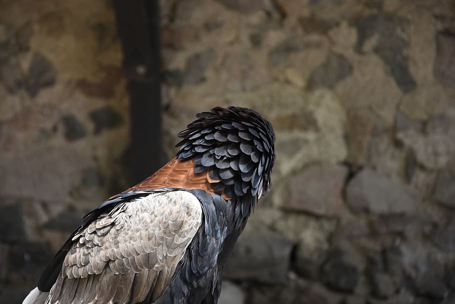 bird, feathers, fly, sky, vulture, falcon, animal, tree, one animal HD wallpaper