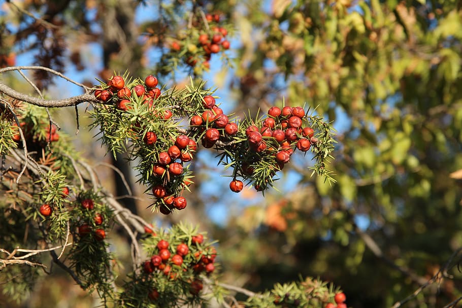 juniper, autumn, forest, tree, bush, fruit, healthy eating HD wallpaper
