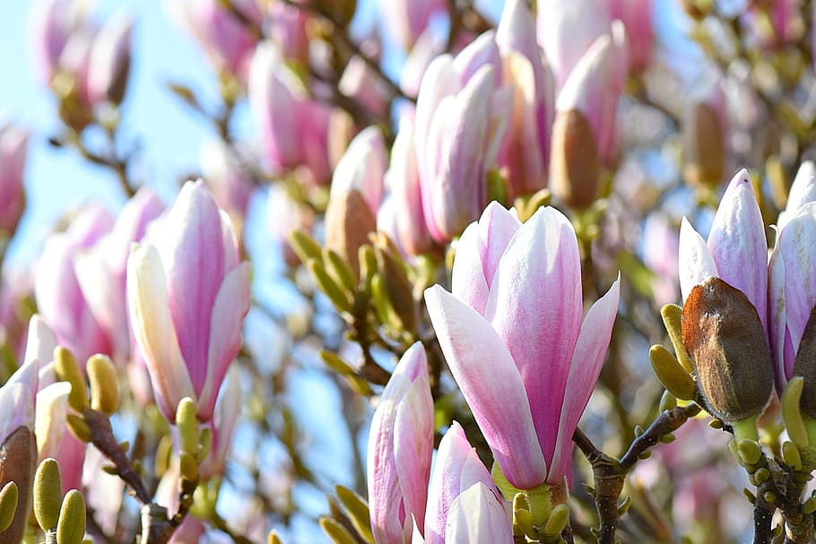 magnolia, tree, spring, flowers, nature, frühlingsblüher HD wallpaper