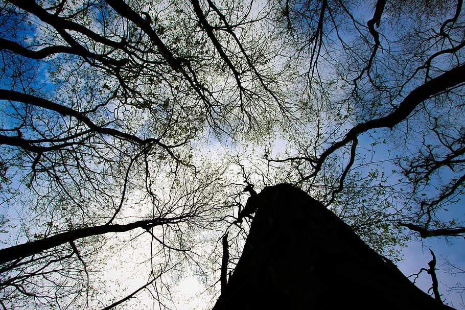 trees, wide angle, sky, verticle, branch, silhouette, bare tree HD wallpaper