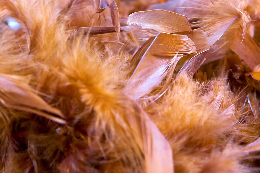 background, boa, feathers, female, fluffy, light, silky, soft HD wallpaper