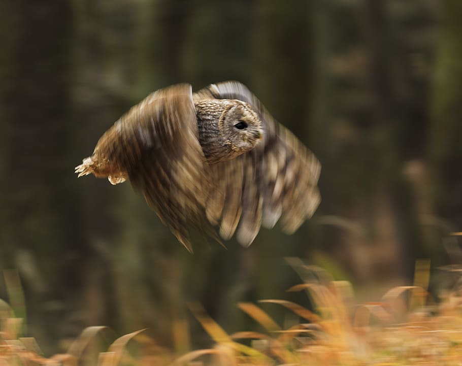 brown owl flying during daytime, animal themes, animal wildlife HD wallpaper