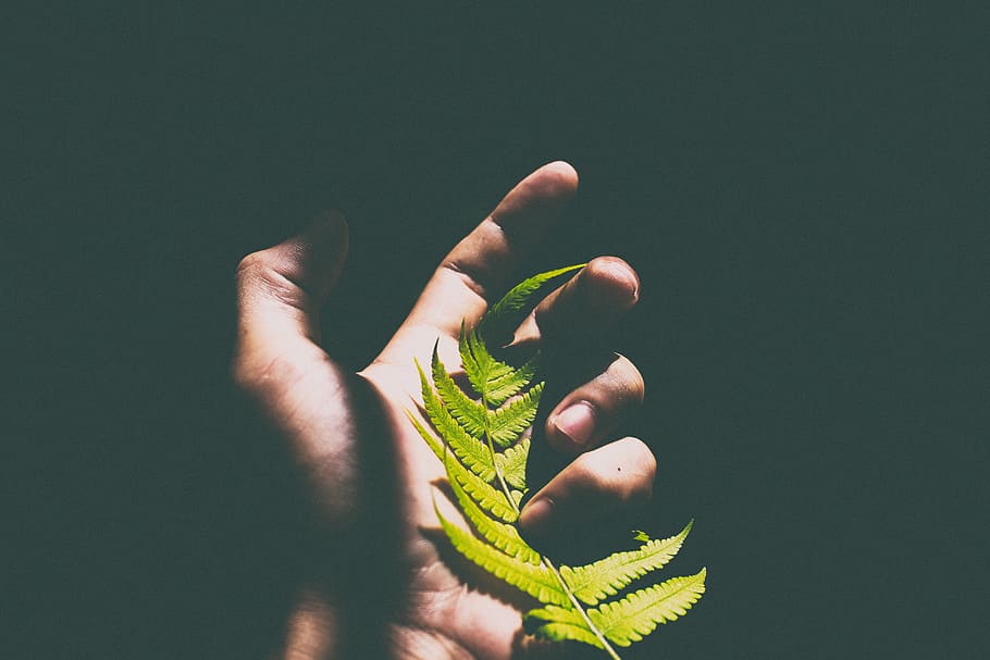 dark, hand, palm, green, leaf, fern, nature, plant, human hand HD wallpaper